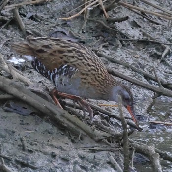 Brown-cheeked Rail 勅使池(豊明市) Fri, 8/11/2023