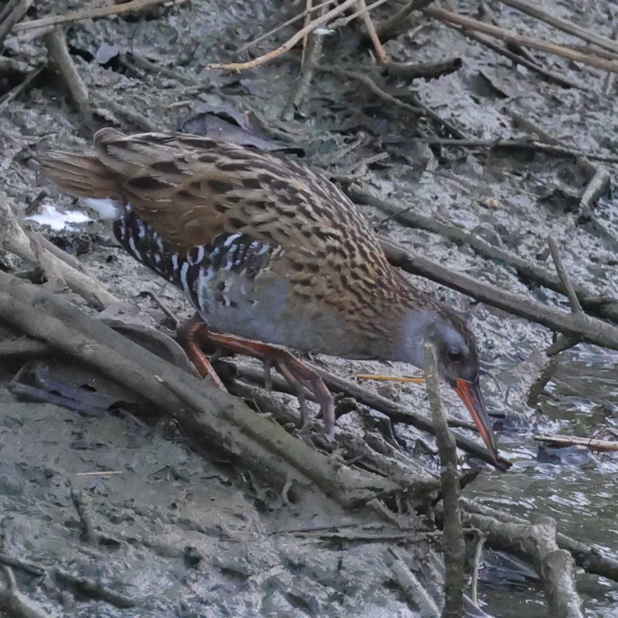 Photo of Brown-cheeked Rail at 勅使池(豊明市) by toshi