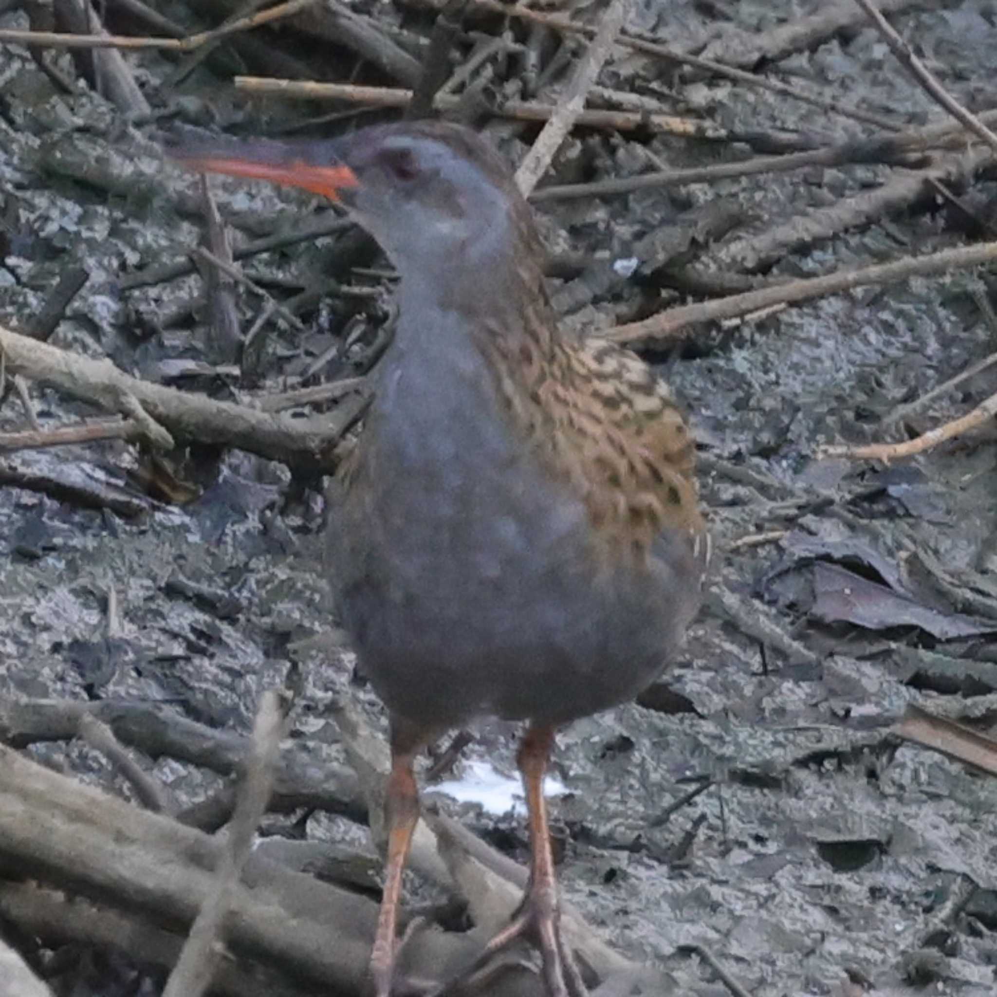 Photo of Brown-cheeked Rail at 勅使池(豊明市) by toshi