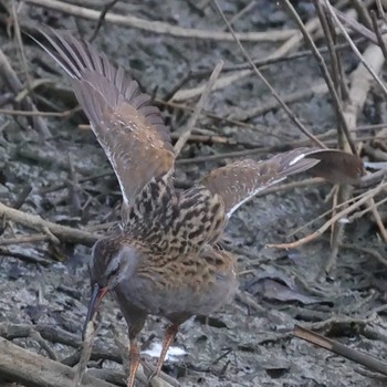 Brown-cheeked Rail 勅使池(豊明市) Fri, 8/11/2023