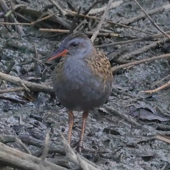 Brown-cheeked Rail 勅使池(豊明市) Fri, 8/11/2023