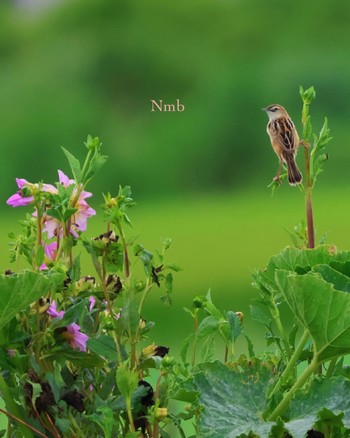 Zitting Cisticola Unknown Spots Unknown Date