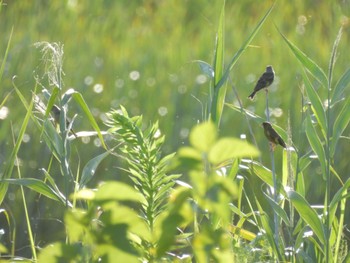 Fri, 8/11/2023 Birding report at Watarase Yusuichi (Wetland)