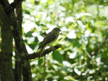 キビタキ 丸火自然公園 2023年8月11日(金)