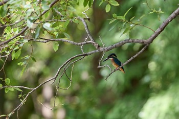 2023年8月11日(金) 大阪府の野鳥観察記録