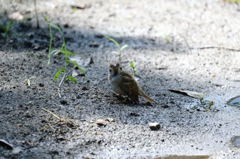 Eurasian Tree Sparrow 愛鷹広域公園 Fri, 8/11/2023