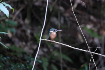 Common Kingfisher 愛鷹広域公園 Fri, 8/11/2023