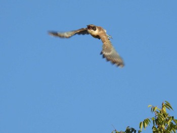 2023年8月11日(金) 見沼たんぼの野鳥観察記録