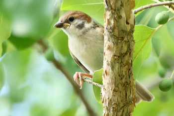 スズメ 日本ラインうぬまの森 2023年8月5日(土)