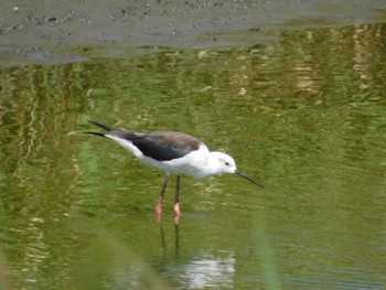 セイタカシギ 東京港野鳥公園 2023年8月11日(金)