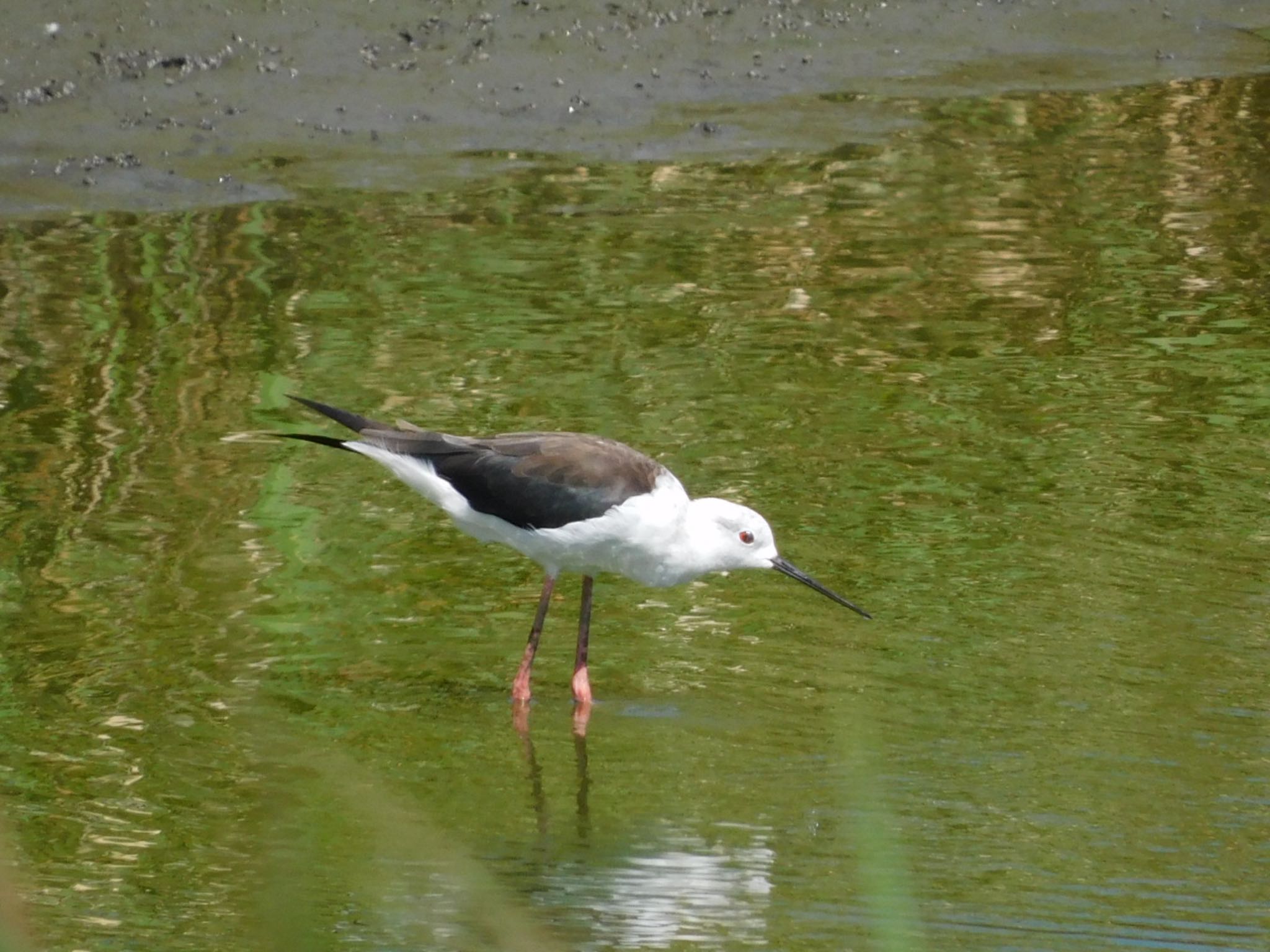 東京港野鳥公園 セイタカシギの写真 by ucello