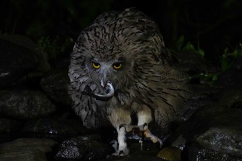 Blakiston's Fish Owl 民宿 鷲の宿(羅臼) Sat, 8/5/2023