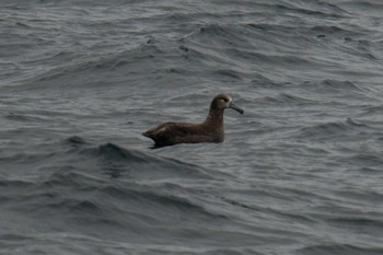 Mon, 8/7/2023 Birding report at 根室海峡