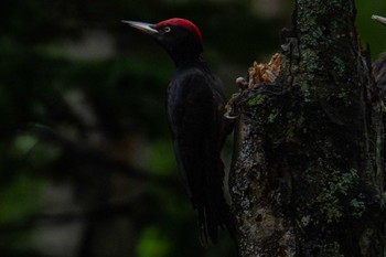 Tue, 8/8/2023 Birding report at 旧幌加駅