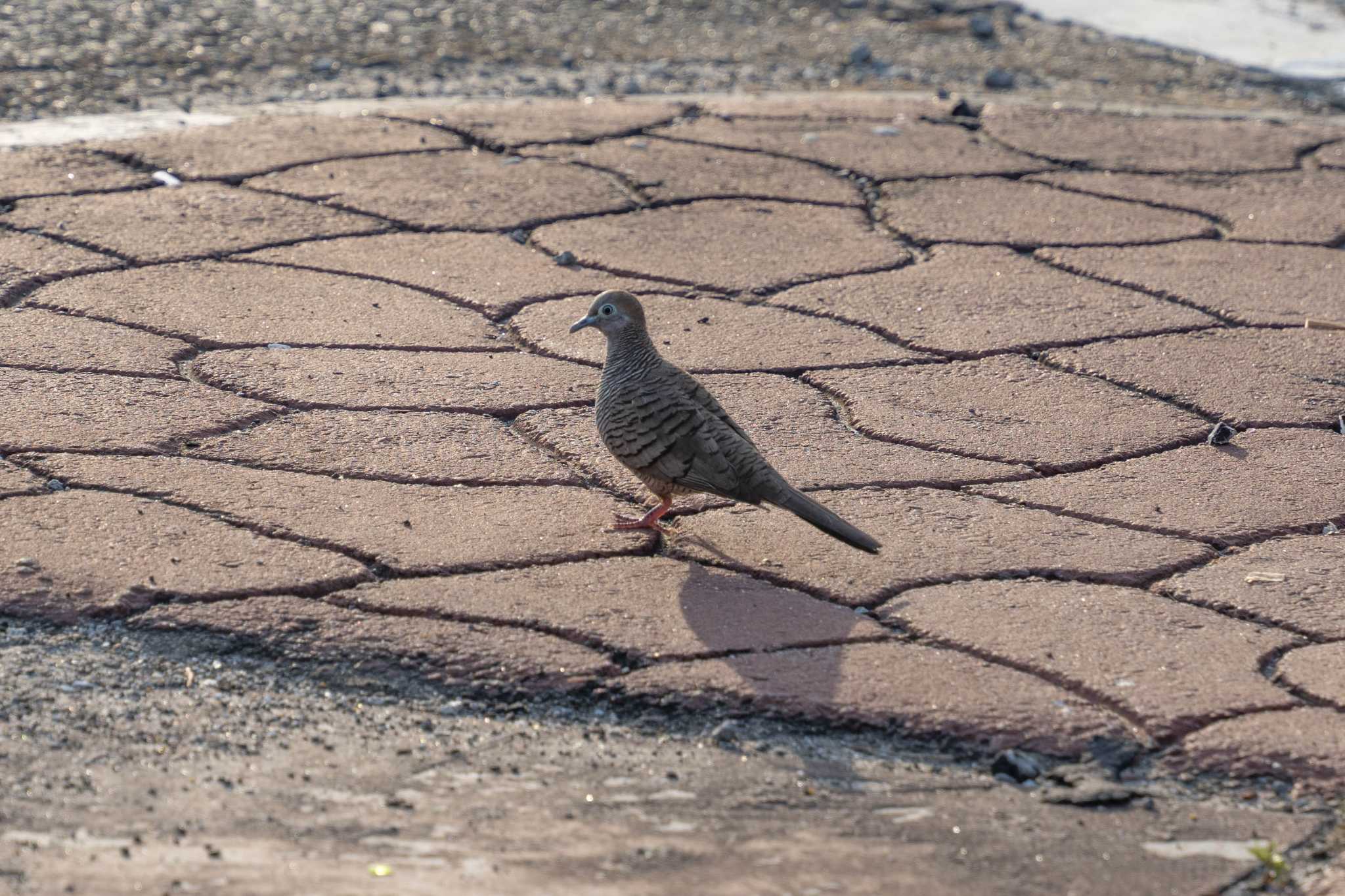 Photo of Zebra Dove at バンダル・スリ・ブガワン by はいわん