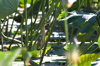 2023年8月11日(金) 瓢湖の野鳥観察記録