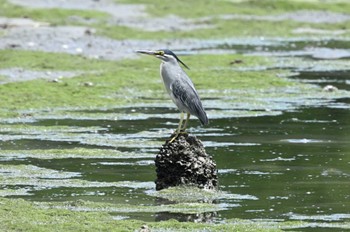 ササゴイ 東京港野鳥公園 2023年8月11日(金)