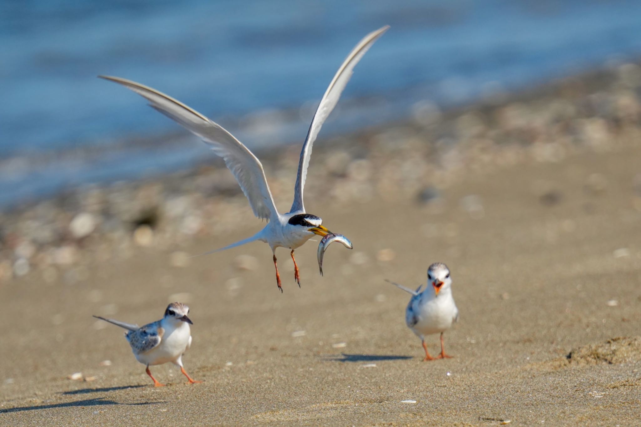 Little Tern