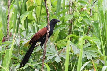 Greater Coucal タイ Thu, 6/14/2018