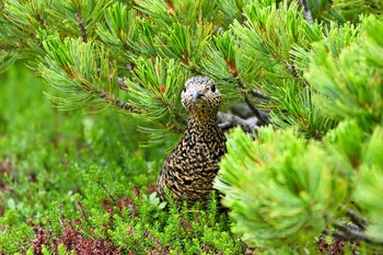 ライチョウ 乗鞍岳 2023年8月8日(火)