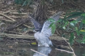 2023年8月11日(金) 石神井公園の野鳥観察記録