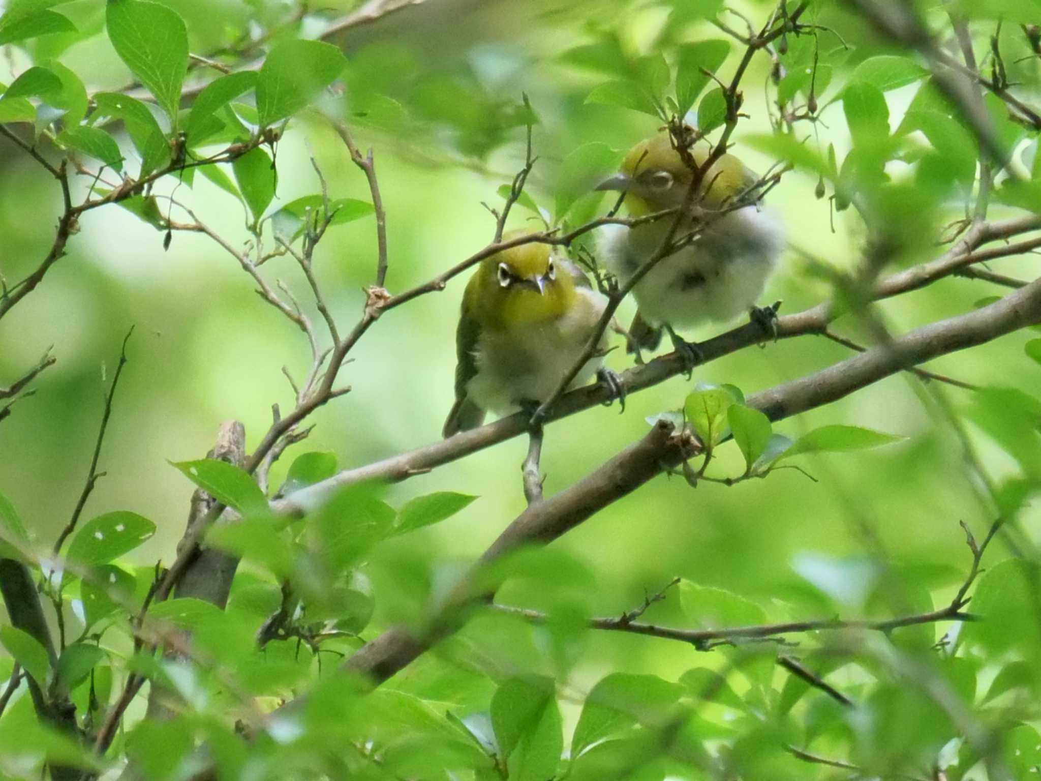 （※一昨年撮影）　仲良しきょうだい。 by little birds