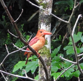 Ruddy Kingfisher Unknown Spots Fri, 6/23/2023