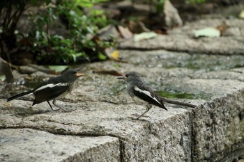 シキチョウ 九龍公園 2018年8月13日(月)