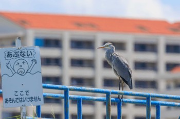 Grey Heron 皿池(明石市大久保町) Sun, 7/30/2023