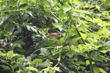 Plain Prinia タイポカウ Sun, 8/12/2018