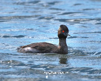 Black-necked Grebe 霞ヶ浦 Fri, 8/11/2023