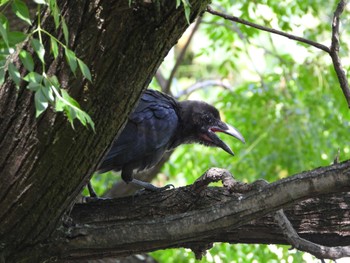 Large-billed Crow Hattori Ryokuchi Park Sat, 8/5/2023