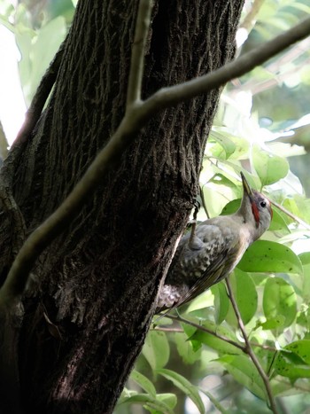Japanese Green Woodpecker 長崎市民の森 Tue, 7/18/2023