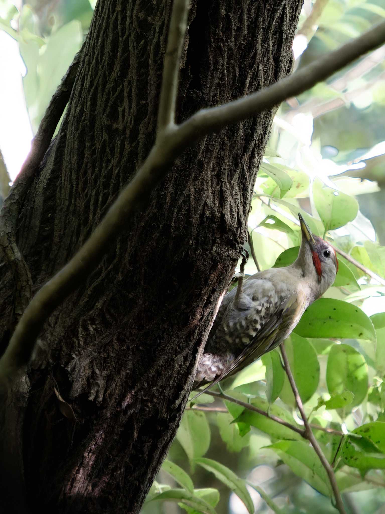 Photo of Japanese Green Woodpecker at 長崎市民の森 by ここは長崎