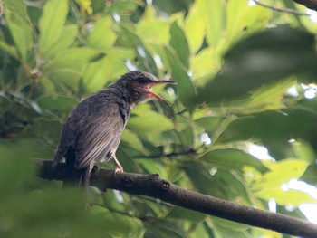 Brown-eared Bulbul 長崎市民の森 Thu, 7/20/2023