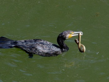 Great Cormorant 中島川 石橋群周辺(長崎市) Sat, 8/5/2023