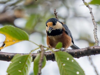 Varied Tit 稲佐山 Sat, 8/12/2023