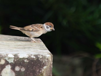 Eurasian Tree Sparrow 稲佐山 Sat, 8/12/2023