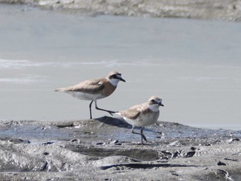 Siberian Sand Plover Sambanze Tideland Sat, 8/12/2023