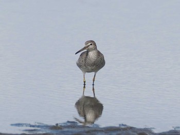 Grey-tailed Tattler Sambanze Tideland Sat, 8/12/2023