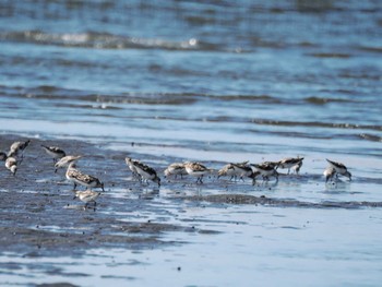 ミユビシギ ふなばし三番瀬海浜公園 2023年8月12日(土)