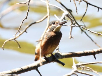 カワセミ 西岡公園(西岡水源地) 2023年8月12日(土)