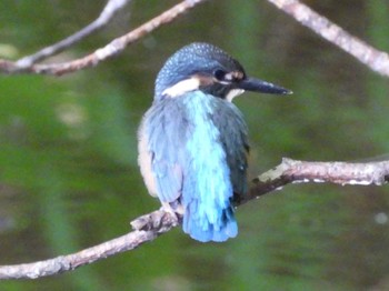 2023年8月12日(土) 西岡公園(西岡水源地)の野鳥観察記録