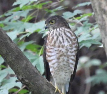 ツミ 小宮公園(八王子) 撮影日未設定