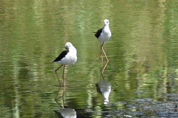 セイタカシギ 東京港野鳥公園 2023年8月11日(金)