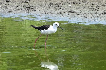 セイタカシギ 東京港野鳥公園 2023年8月11日(金)