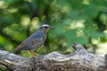 Siberian Thrush 山梨県 Sat, 8/12/2023