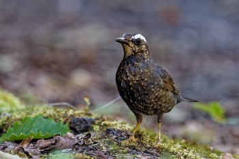 Siberian Thrush 山梨県 Sat, 8/12/2023