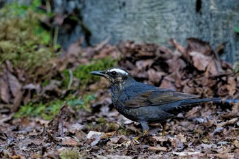 Siberian Thrush 山梨県 Sat, 8/12/2023