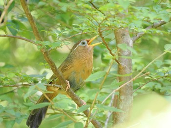 ガビチョウ 丸火自然公園 2023年8月12日(土)